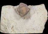 Enrolled Paciphacops Trilobite In Matrix - Oklahoma #42848-1